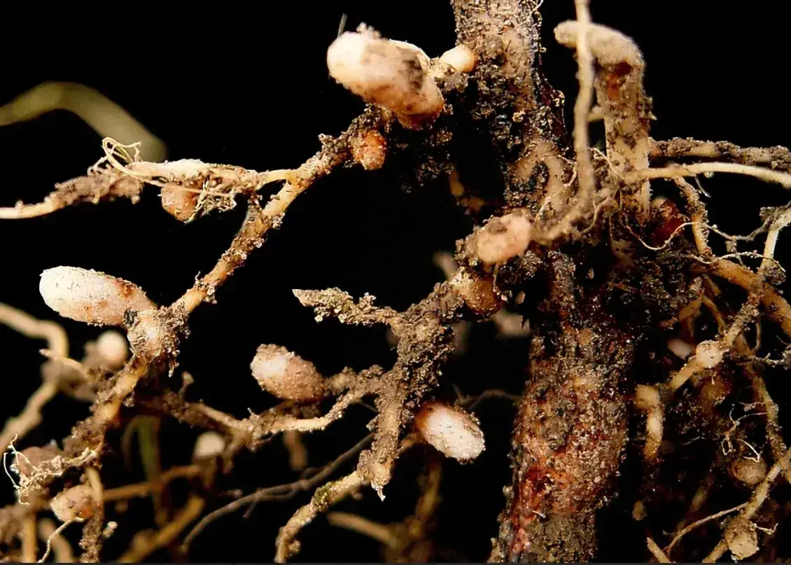 Бурч бактериялары (Rhizobium) 